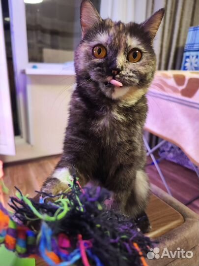 Кошка ищет дом