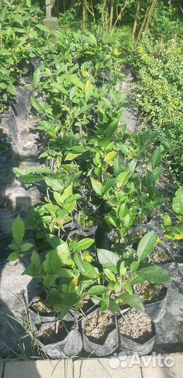 Чай/Китайская камелия