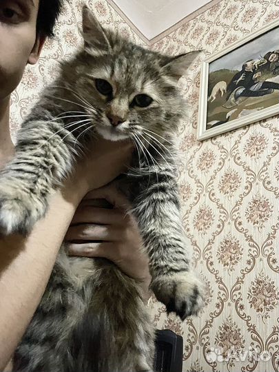 Кошка мейкун