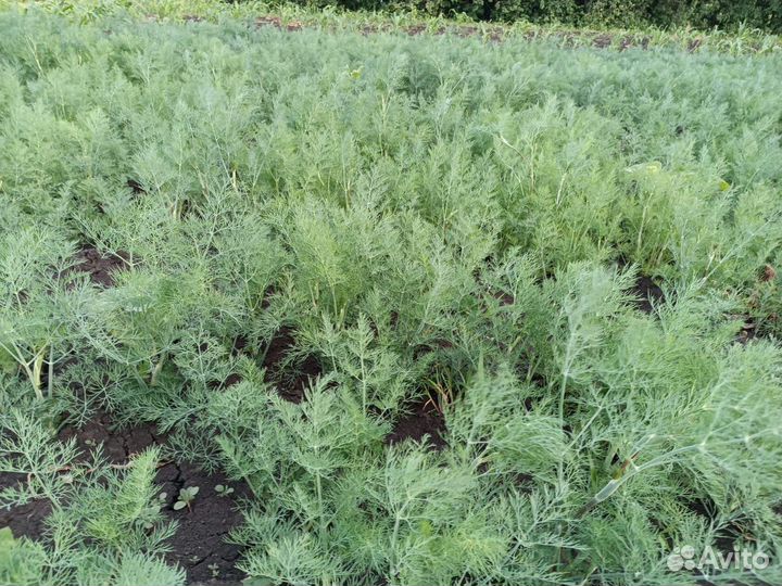 Укроп свежий