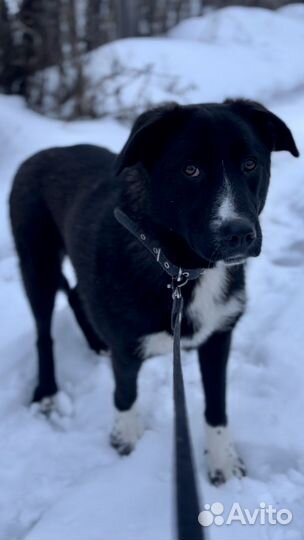 Собака Дана