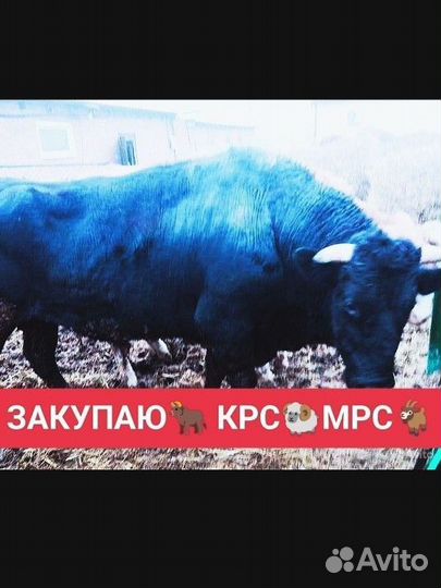 Зоготовитель крс мрс