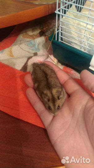 Сумбурские хомячки