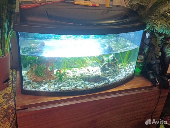 Рыбки+аквариум