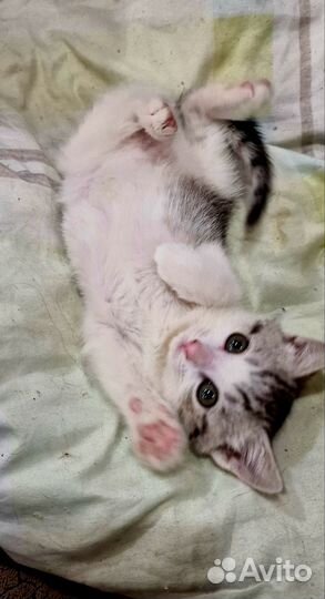 Котёнок девочка