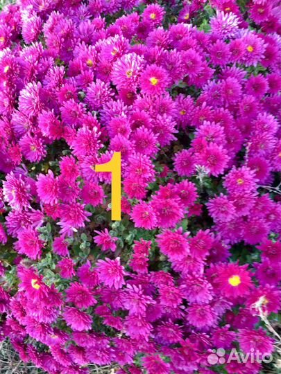 Хризантема