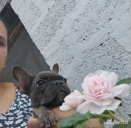 Французский бульдог