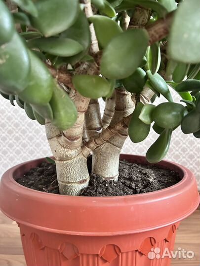 Денежное дерево толстянка
