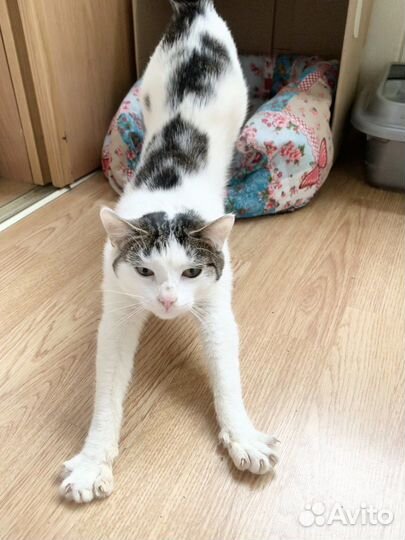 Кошка в добрые руки