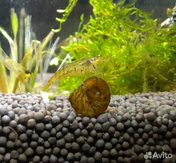 Креветочник