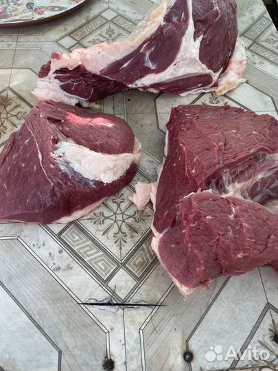 Телки герефорд