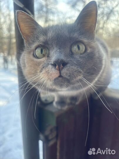 Кошечка Булочка