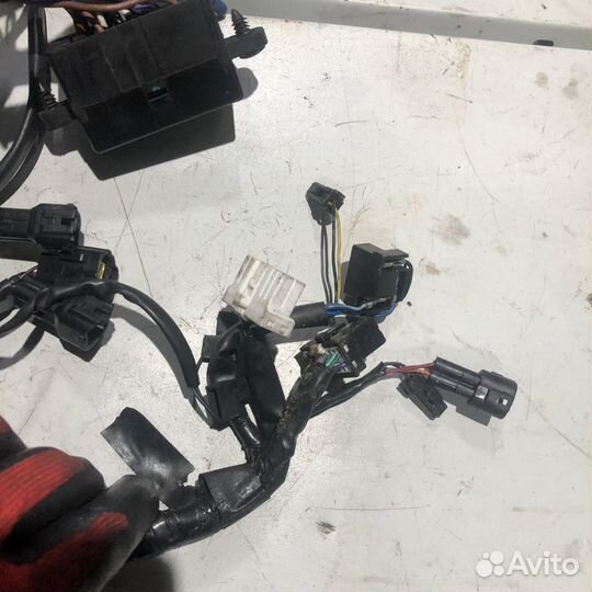 Коса проводки для triumph speedmaster 2008