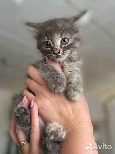 Обе девочки,игривые,лоток знают