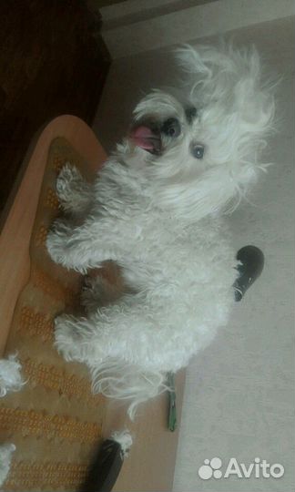 Стрижка, груминг собак на дому от мастера