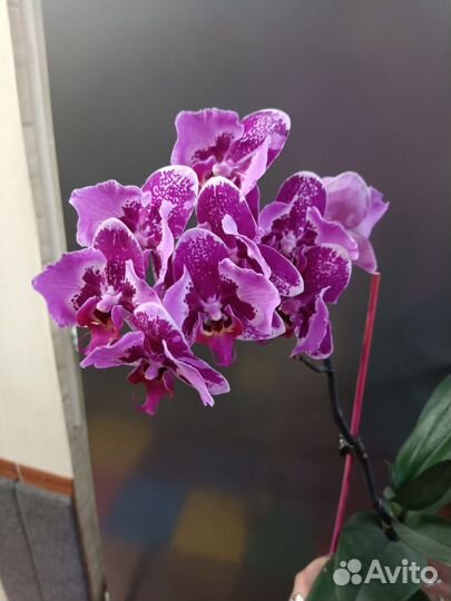 Орхидея Бинти бабочка