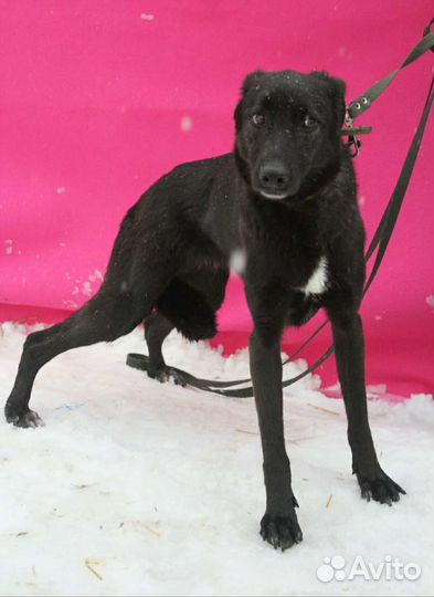 Бывшедомашней Монике страшно в приюте