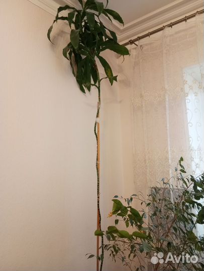 Цветы комнатные