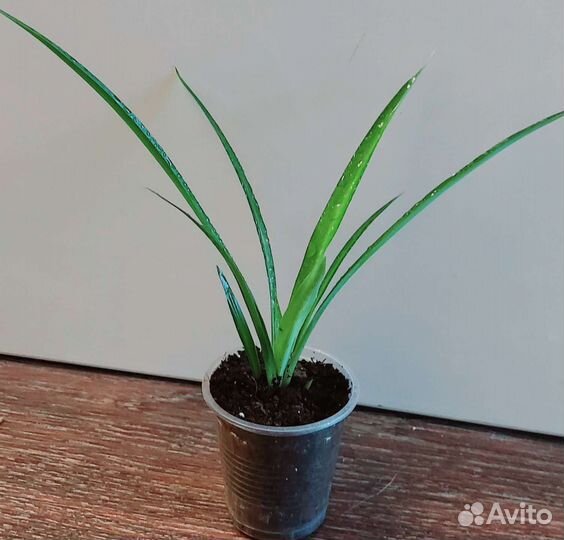 Хлорофитум