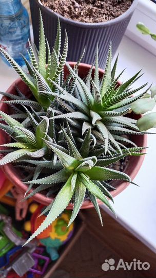 Хавортия полосатая