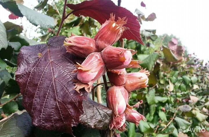 Орех фундук краснолистный