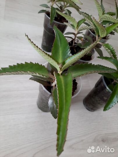 Каланхоэ лечебное