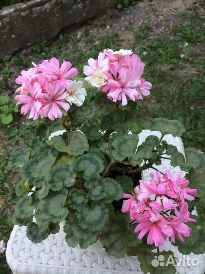 Пеларгония / герань разные сорта