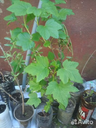 Смородина черная Фаворит - саженцы