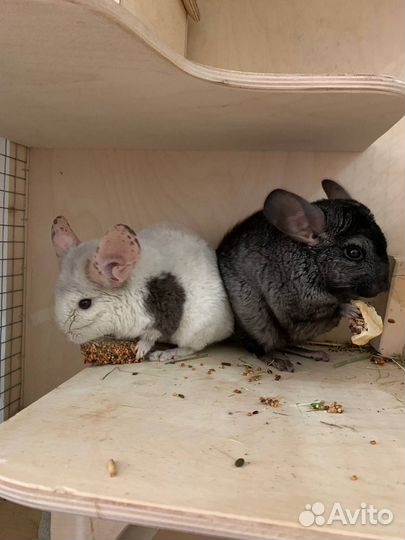 Шиншилла девочка