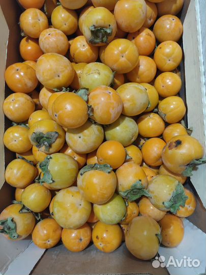 Хурма королек