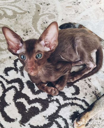 Восточные красавцы