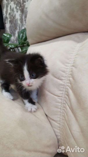 Котенок девочка 1 месяц