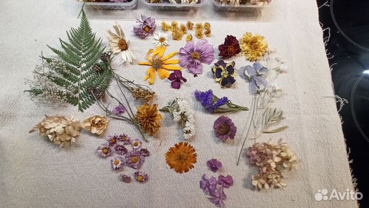 Наборы Сухоцветов 