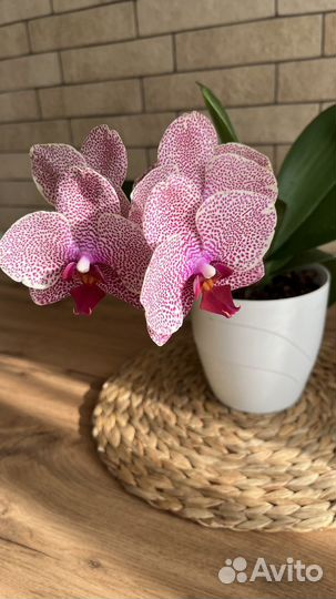 Орхидея фаленопсис Sesame