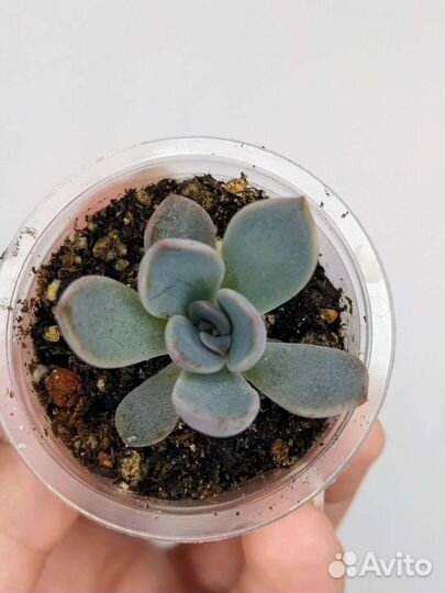 Суккуленты разные