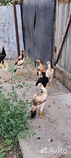 Бойцовые куры