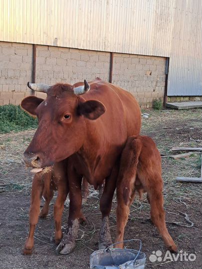 Коровы и телята