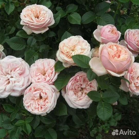 Саженцы Роз Девида Остина на осень заказ
