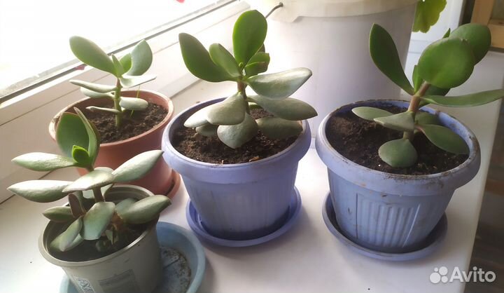 Денежное дерево толстянка крассула алоэ лечебное