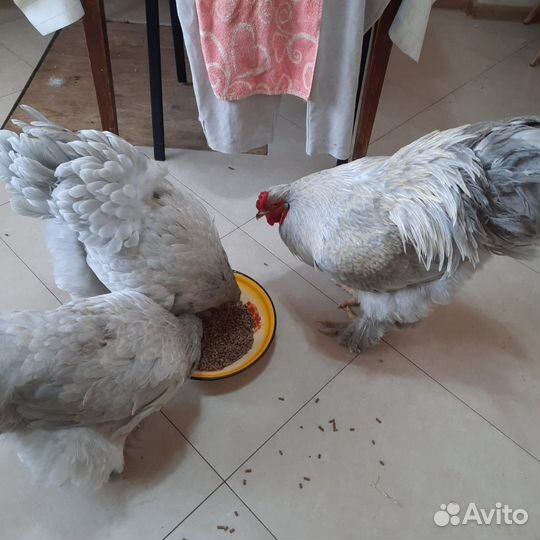 Цыплята 1 мес