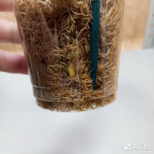 Монстера минт