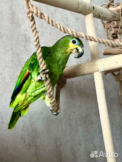 Попугай Венесуэльский Амазон