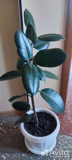 Замиокулькас, фикусы