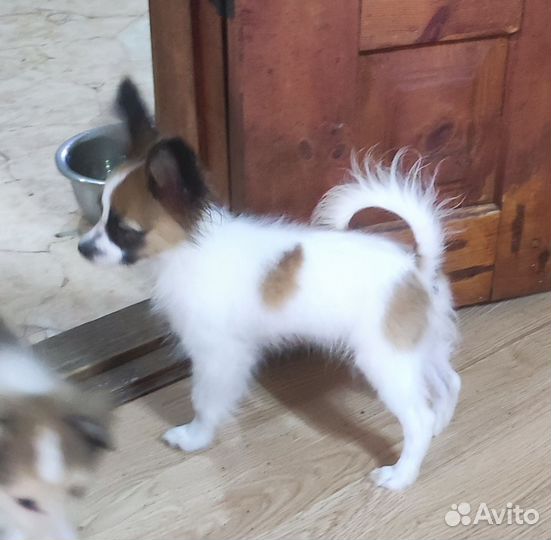 Щенок папийона