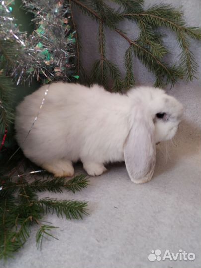 Кролики французский баран