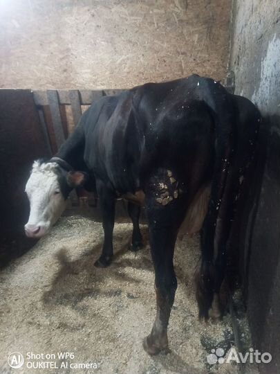 Корова дойная