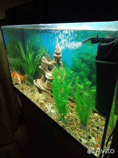 Аквариум