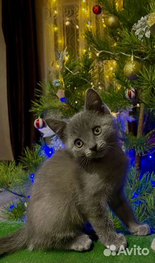 Котята - британцы