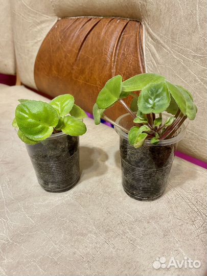 Robs Vanilla Trail фиалка