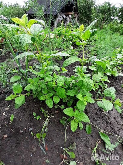 Пряные травы многолетние Мелисса